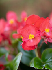 ベゴニアの花