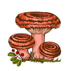 Edible russule mushroom, Coral milky cap mushroom illustration hand-drawn boletus, family of mushrooms isolated on white background for printing on packages, autumn season To pick up mushrooms