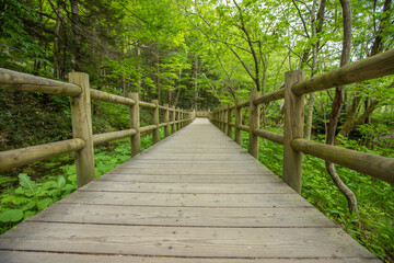長野県　新緑の上高地　
