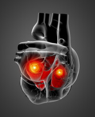 3d render Heart atrium - side view