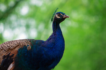 Close up of the cute peacock (large  bird) on a green background