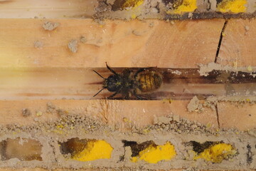 Close up of mason bee house