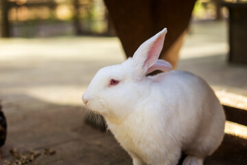 White rabit in the farm