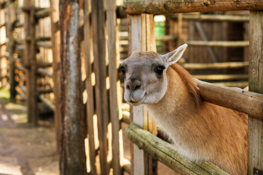Portrait lama in the zoo
