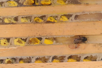 Close up of mason bee house