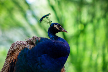 Close up of the cute peacock (brightly  bird) on a green background