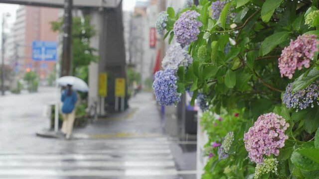 雨の中を歩く人　梅雨とあじさい　日本の街 2
