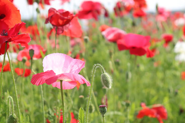 ポピー 赤い花 花畑 美しい 綺麗 可憐 かわいい 落ち着いた 夕暮れ 春の花 群生 