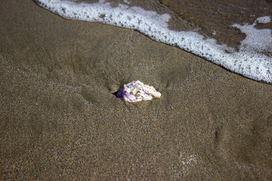 Sheell On Beach