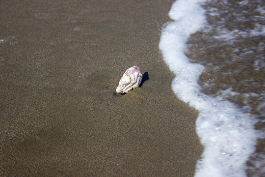 Sheell On Beach