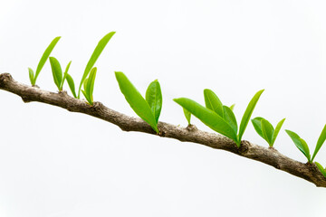 Closeup fresh leaves sprout on tree branch of Calabash tree isolated on white background.