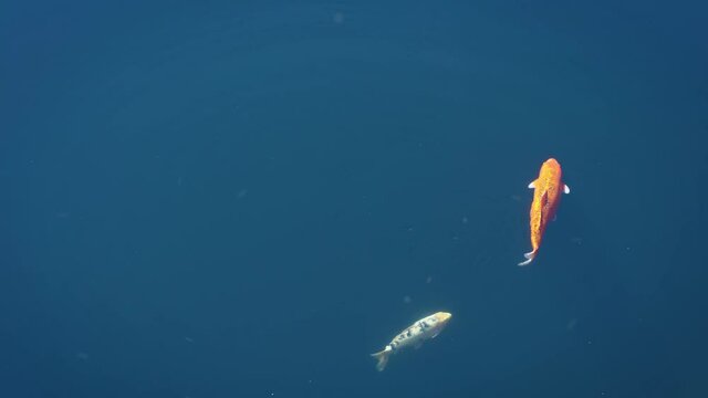 The beautiful Koi Carp fish swimming in the clear river. Colorful fancy golden carps swam to the surface of the blue water. Colorful decorative fishes float in the pond, view from above -Dan