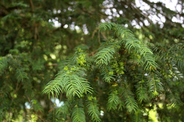 Yew tree in the summer.