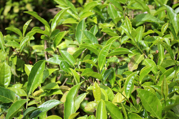 Fototapeta premium Tea plantation (Sochi, Russia).