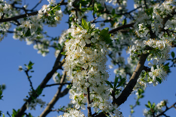 blossoming apple tree