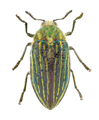 Jewel beetle or metallic wood-boring beetle, Julodis andreae sulcata (Coleoptera: Buprestidae). Adult. Dorsal view. Isolated on a white background