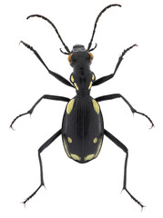 Egyptian predator beetle, Anthia (Termophilum) sexmaculata (Coleoptera: Carabidae). Adult. Dorsal view. Isolated on a white background