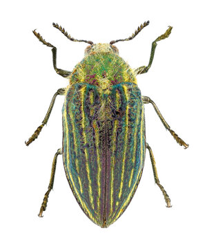 Jewel beetle or metallic wood-boring beetle, Julodis andreae sulcata (Coleoptera: Buprestidae). Adult. Dorsal view. Isolated on a white background