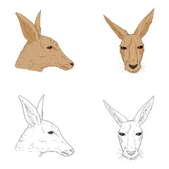 Vector Set of Kangaroo Head Illustrations