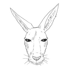 Kangaroo Head Vector Sketch Illustration