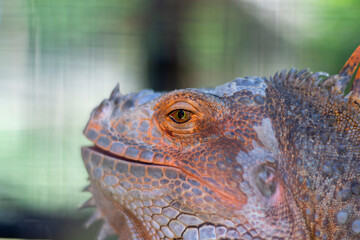 Iguana head macro detail blurry background