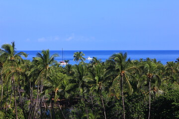 Fototapeta na wymiar ハワイ島（ビッグアイランド）、青い海、青い空、白い雲。そしてヤシの木。