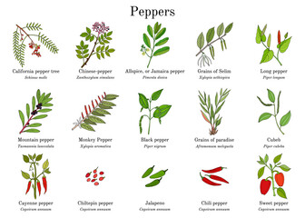 Set of different peppers vector - obrazy, fototapety, plakaty