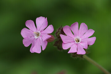 Fototapeta premium The flowers of a Red Campion plant, Silene dioica, growing in a meadow.