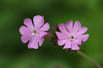 The flowers of a Red Campion plant, Silene dioica, growing in a meadow.