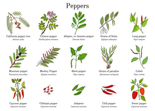 Set of different peppers vector