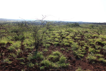 ハワイ島（ビッグアイランド）。緑に覆われた溶岩の大地。青い空と白い空。まぶしい太陽の光が降り注ぐ。