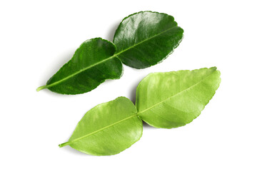 kaffir lime leaves isolated on a white background