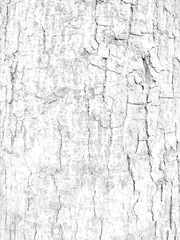 White rough bark texture in retro concept.