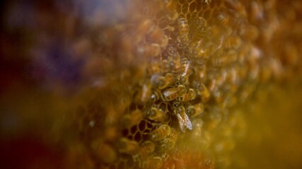 Closeup of a bunch bees swarming on honeycomb in apiary. Working bees