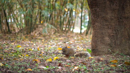 Pallas's Squirrel Eating Food On The Floor Of Daan Park Forest, Taipei