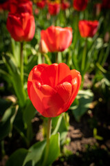 Red tulips with green leaves in the park