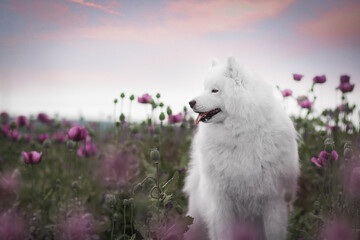 Samoyed dog in poppy field