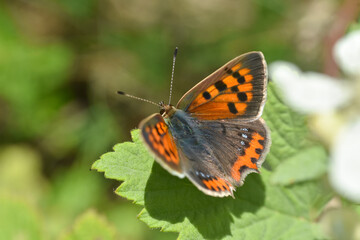 Fototapeta na wymiar Small copper (Lycaena phlaeas) on resting on leaf. Beautiful butterfly heats up wings on sun