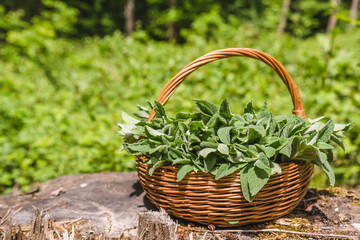 Fresh mint. Basket with freshly harvested wild mint plant. Spring herbs harvest.