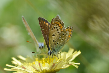 Obraz na płótnie Canvas Common Blue butterfly - polyommatus icarus. Little blue butterfly on wild meadow