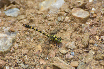 Onychogomphus forcipatus, the small pincertail or green-eyed hook-tailed dragonfly