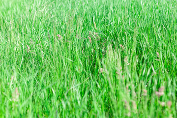 Green grass background . Uncultivated meadow in the summer