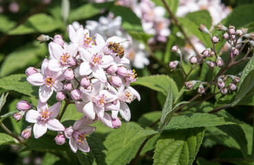 Deutzia longifolia flower Veitchii from Family Hydrangeaceae. A bee collects nectar on a flowering plant.