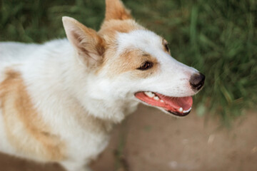 portrait of a young red-and-white dog. close-up shooting. selective focus