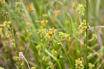 close up photo wild leaf