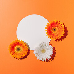 Summer  bloom with orange aesthetic background.Minimal sunlight flat lay