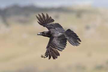 Raven flapping its wings in flight