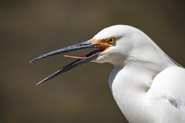 Snowy Egret Head