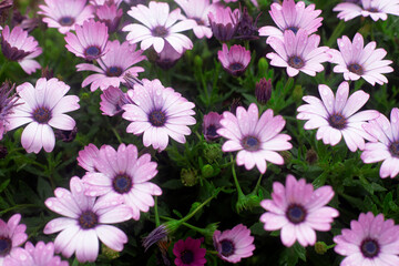 Photography of daisies and raindrops