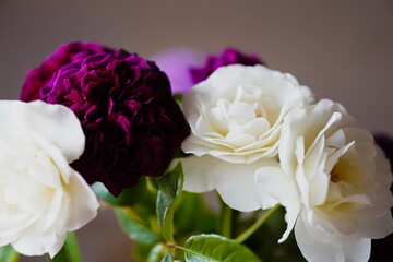 気品高き紫のバラと純潔の白いバラ